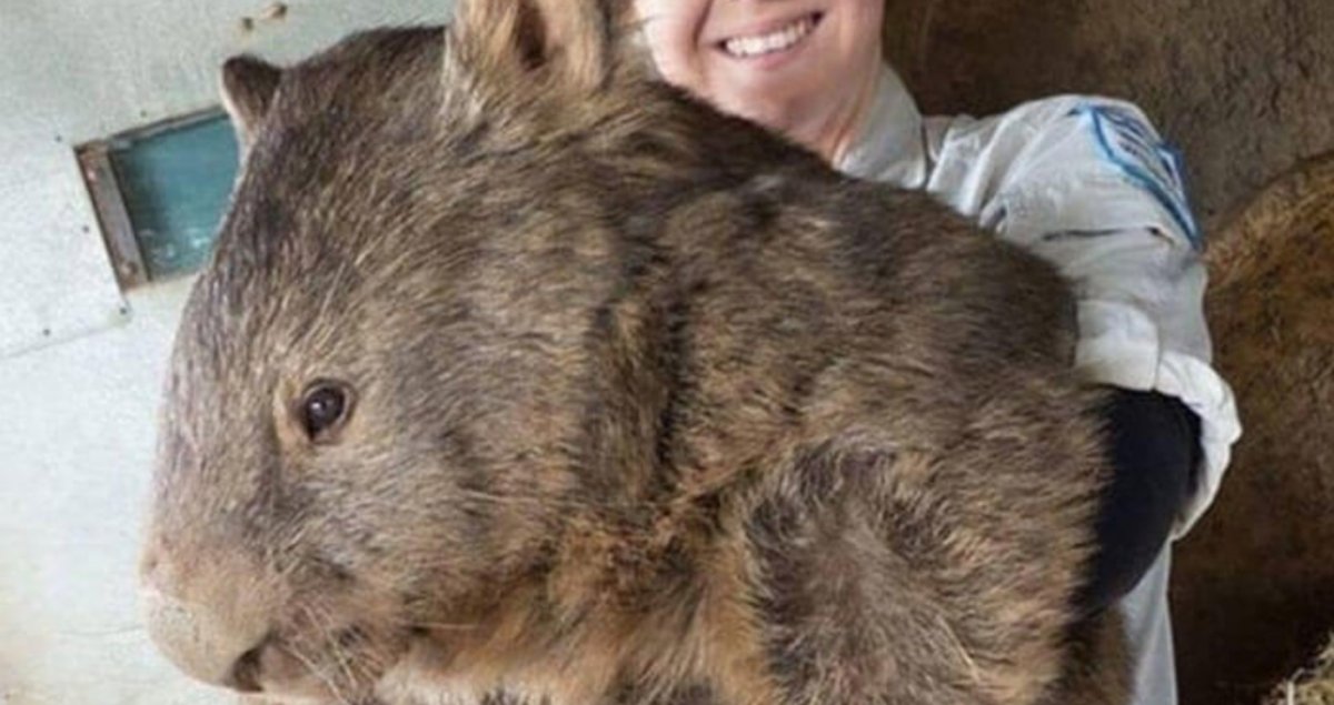 Золотистый хомячок