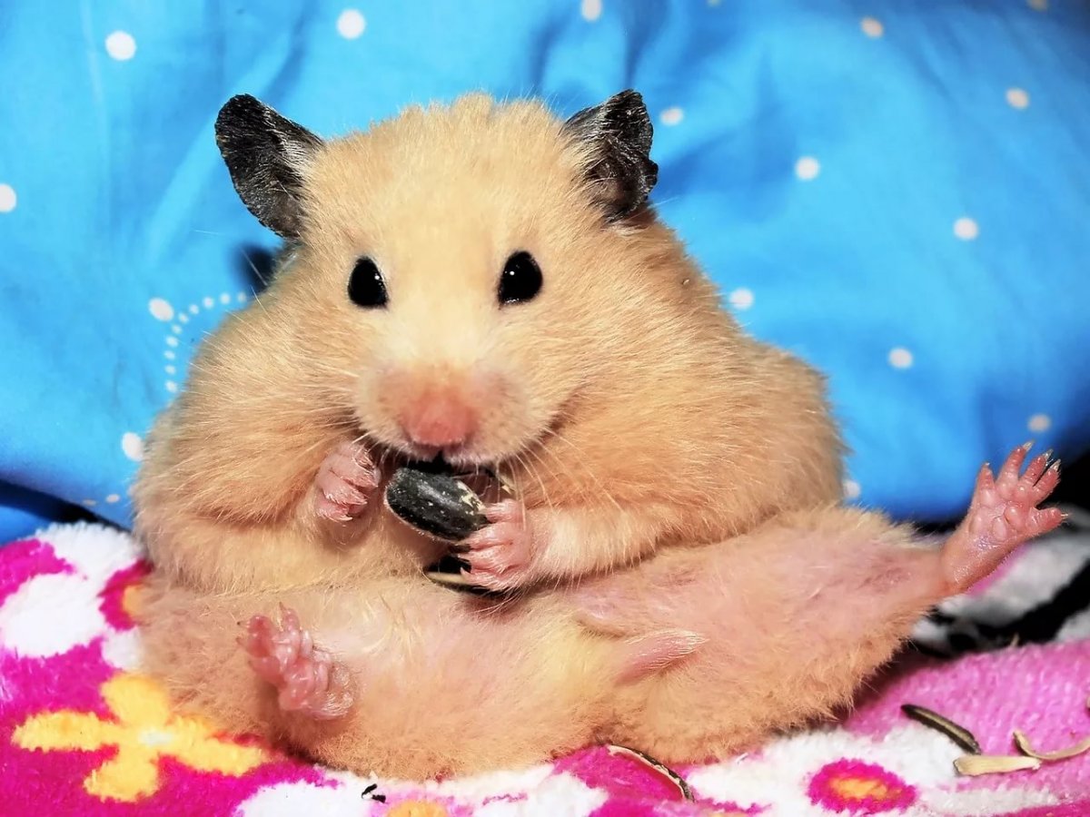 Хомяк с щеками