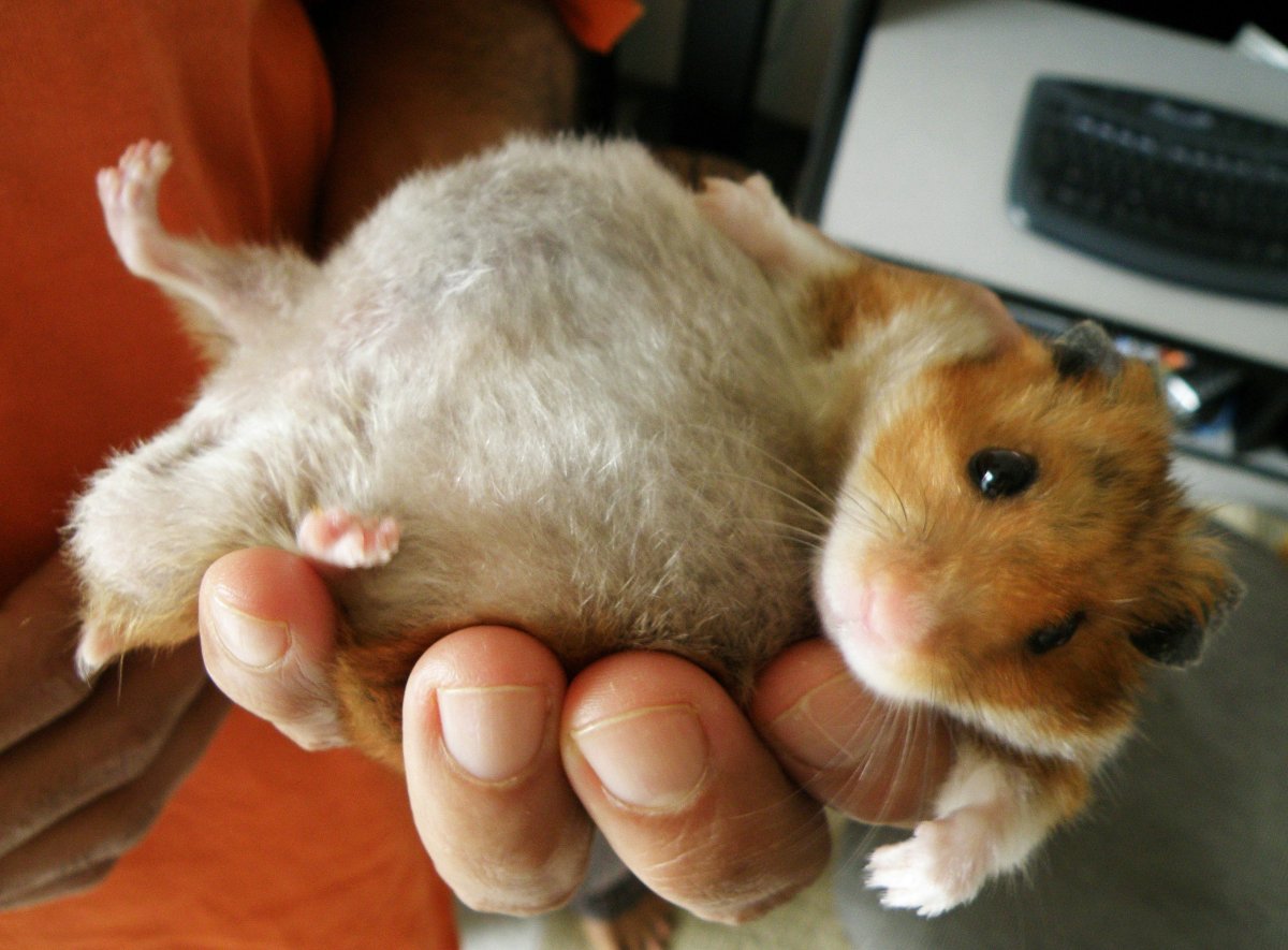 Веселые хомячки