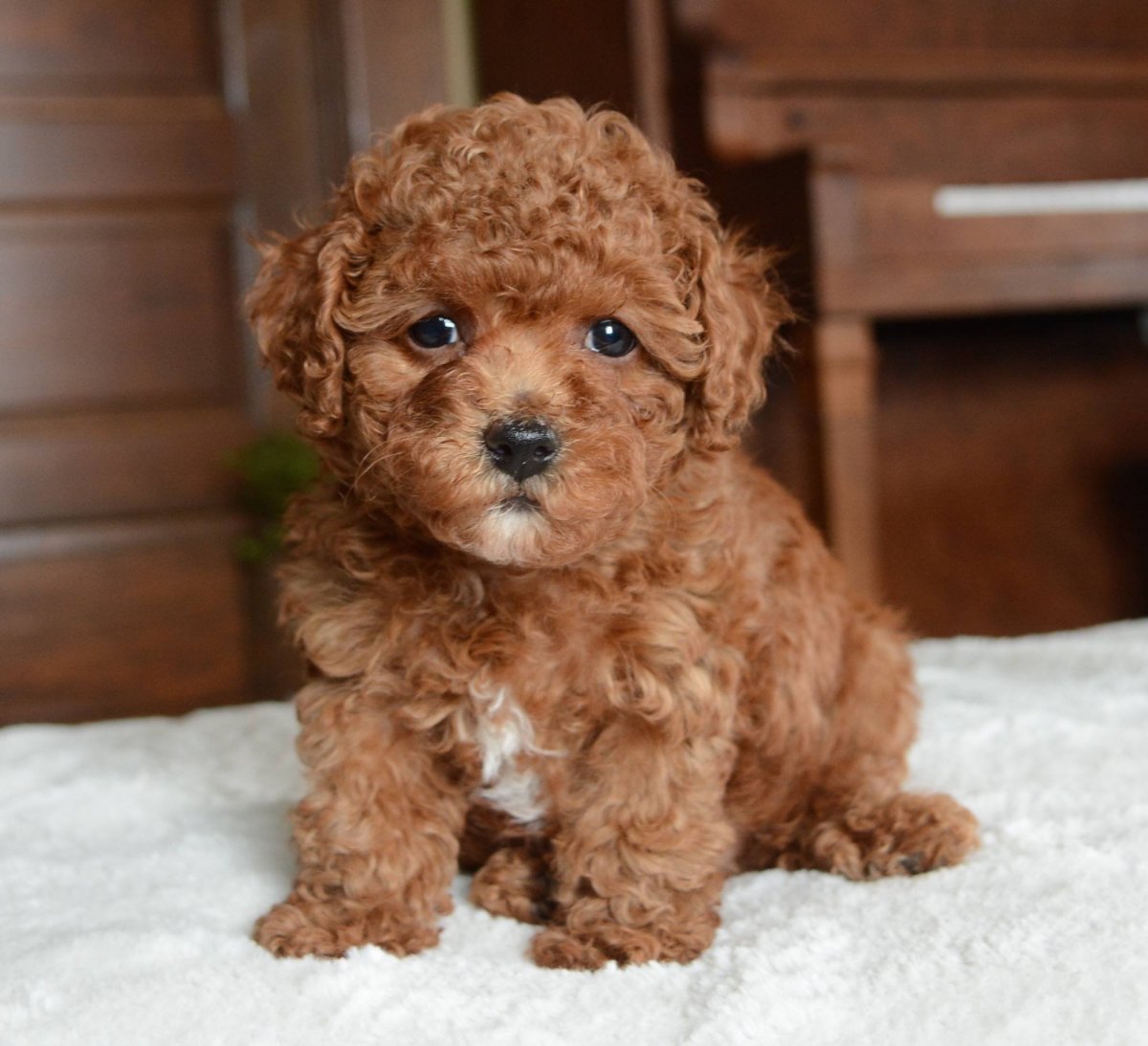 Карликовый пудель терьер