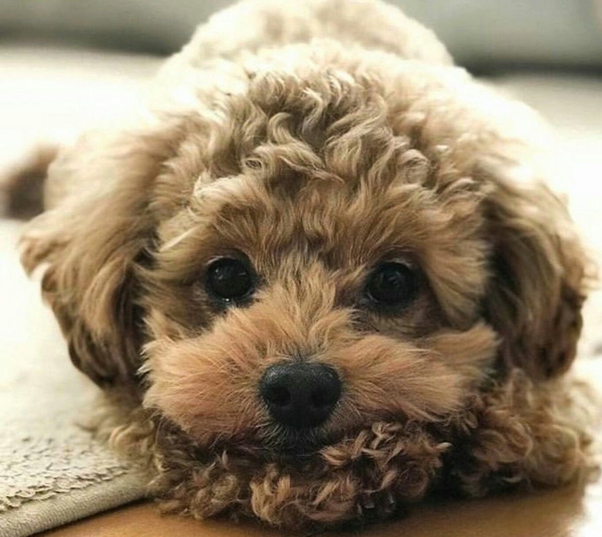 Маленькие кудрявые собаки