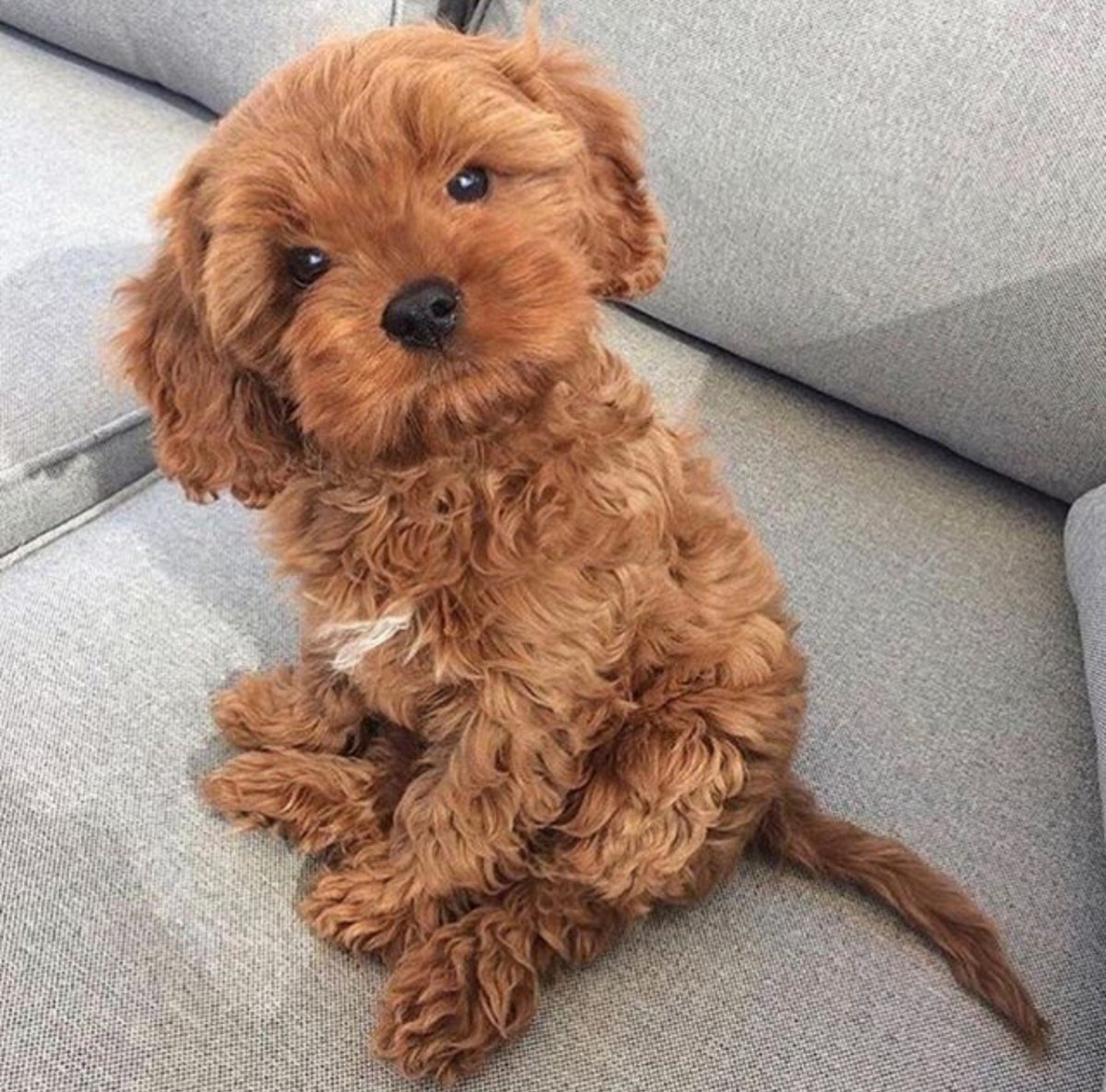 Собака пудель карликовый