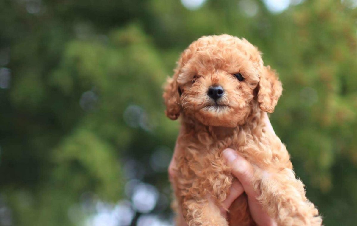 Лабрадудль ретривер