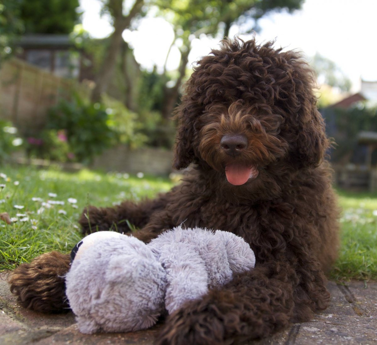 Лабрадудель и пудель