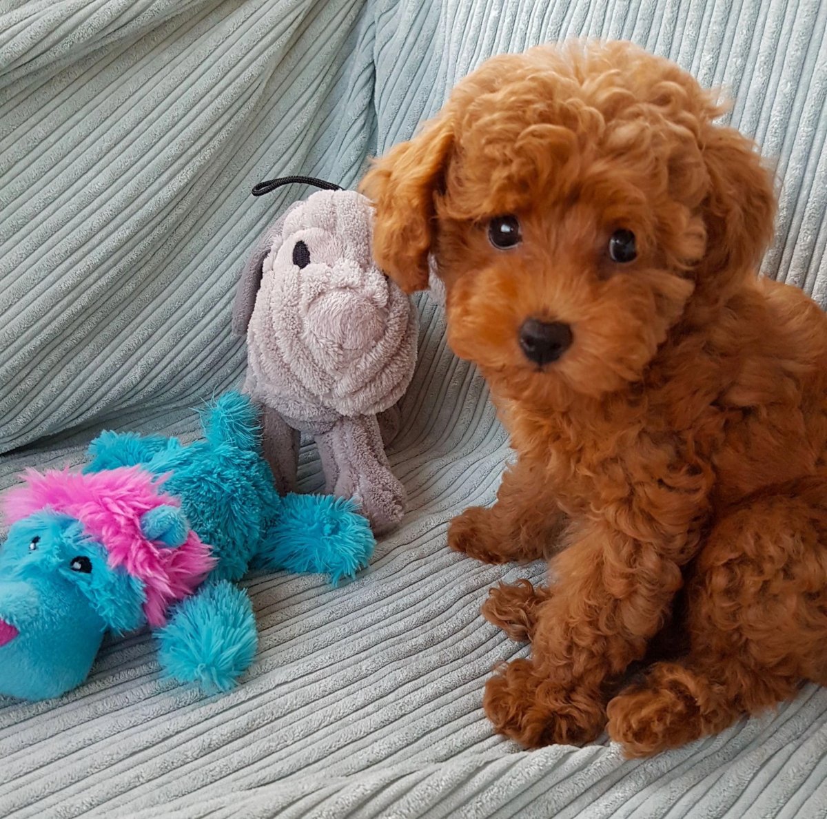 Собака пудель карликовый