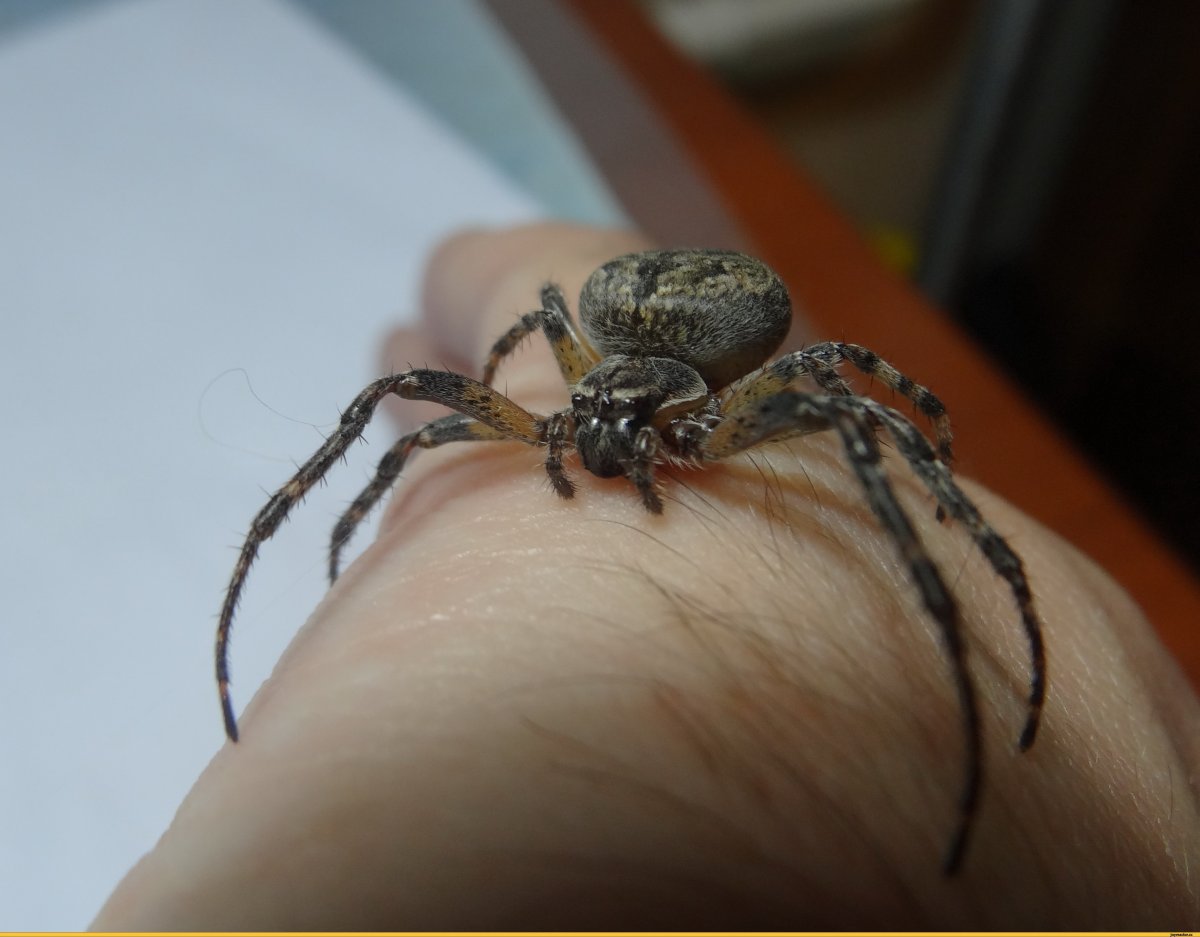Tegenaria Agrestis паук