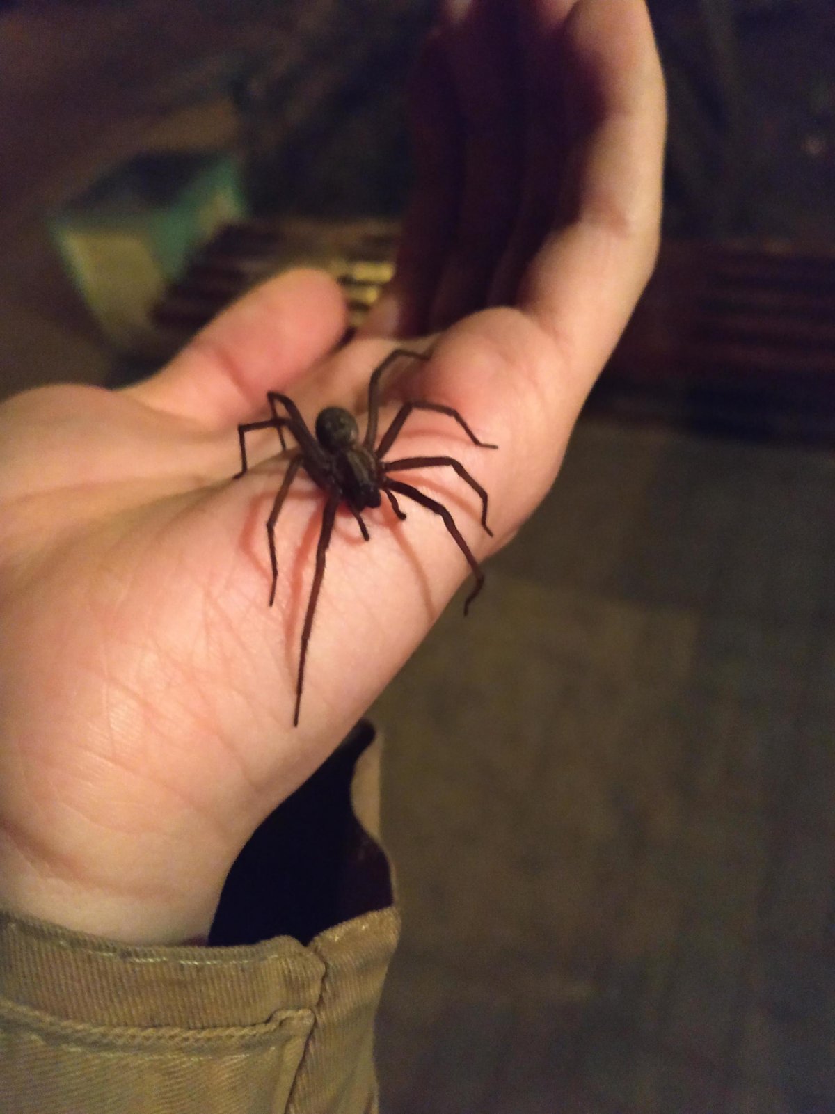 Тегенария паутина