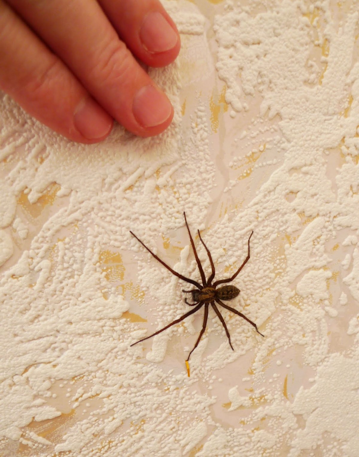 Домовый паук Tegenaria domestica