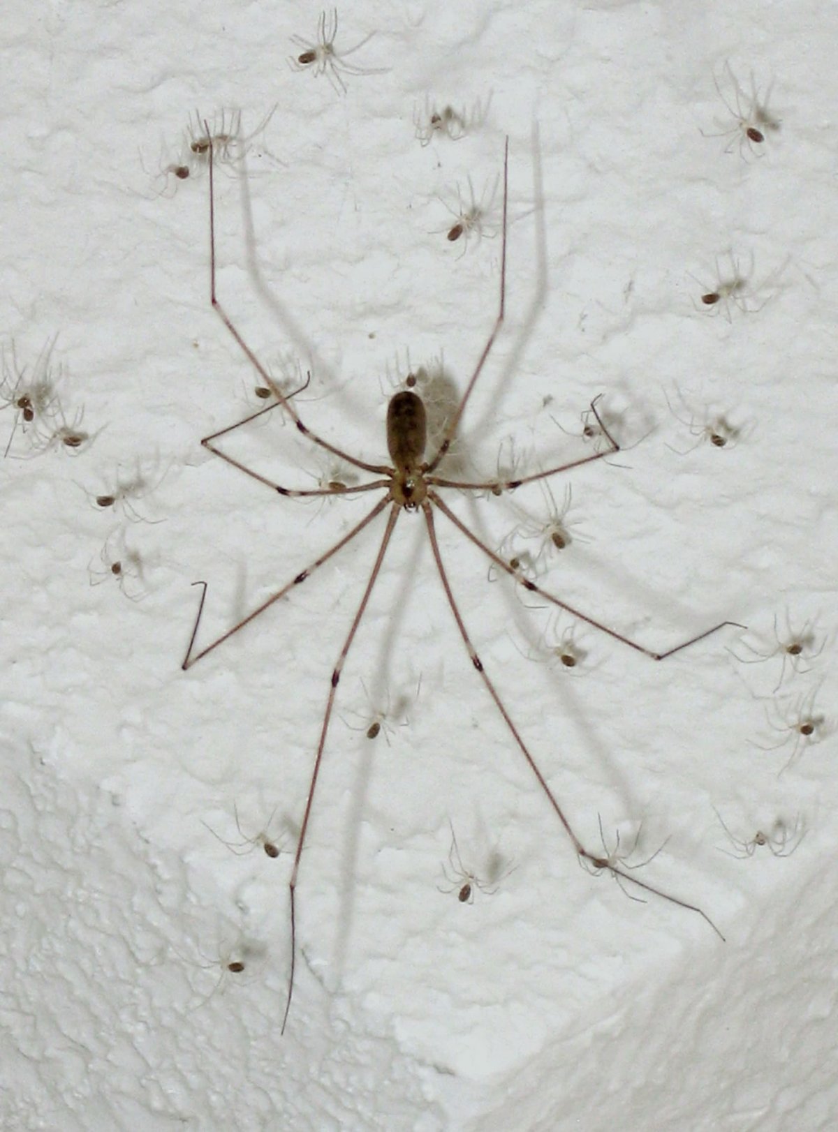 Brown Recluse Spider паук