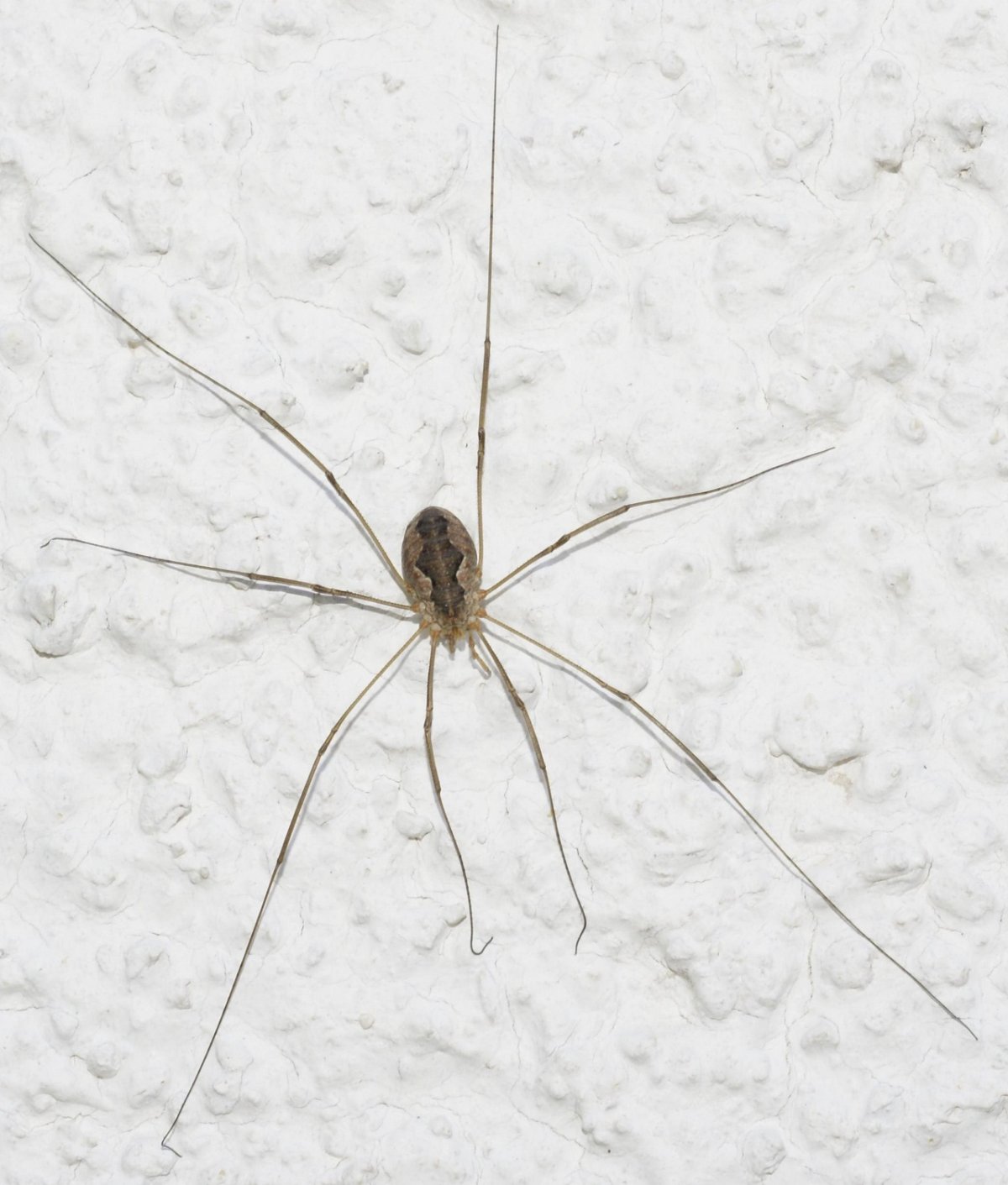 Tegenaria Agrestis паук Бродяга