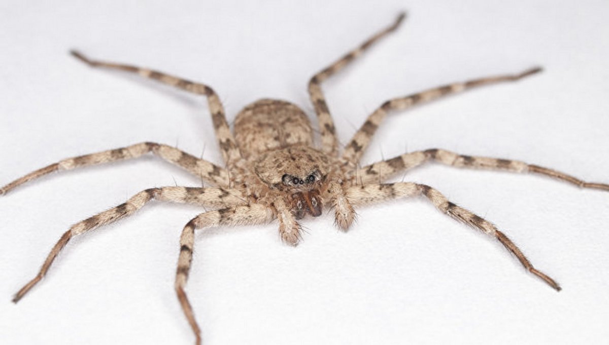 Euphrynichus amanica