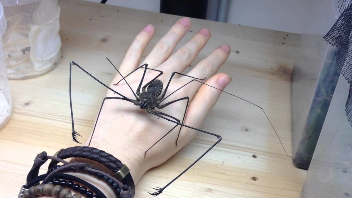 Черная вдова паук