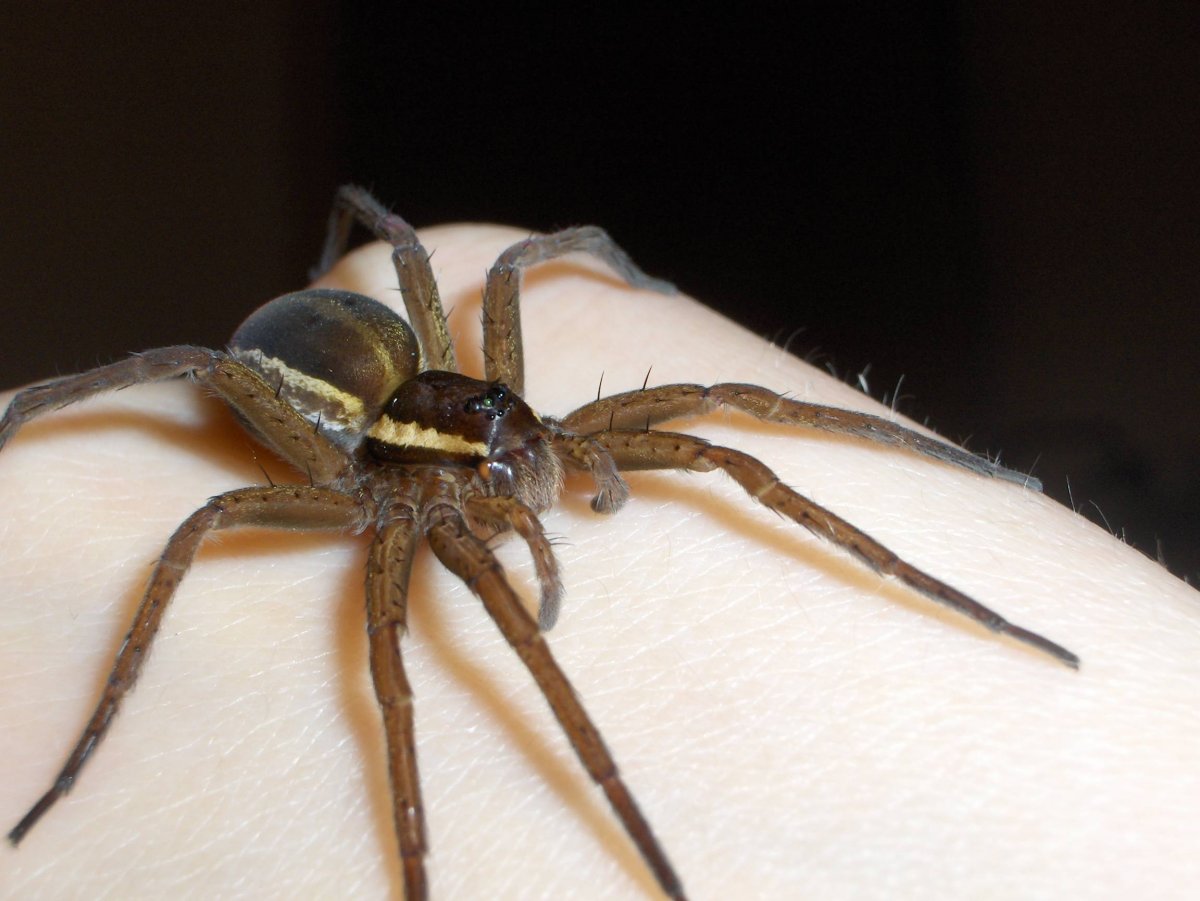 Паук Сак хейракантиум