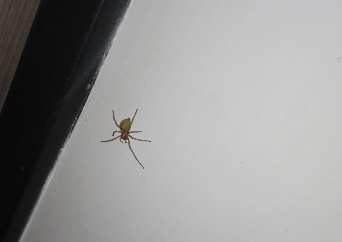 Бежевый паук