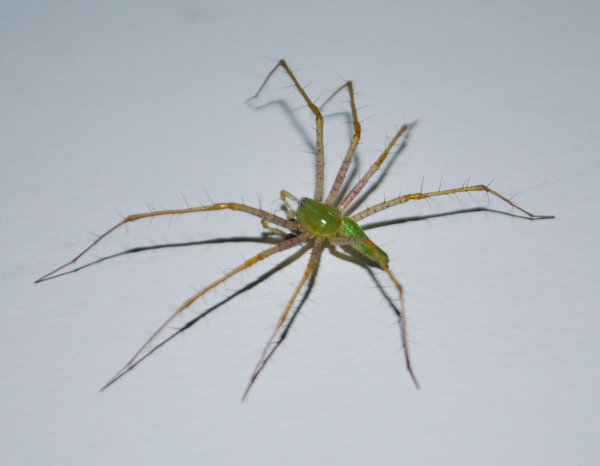 Домовый паук Tegenaria domestica