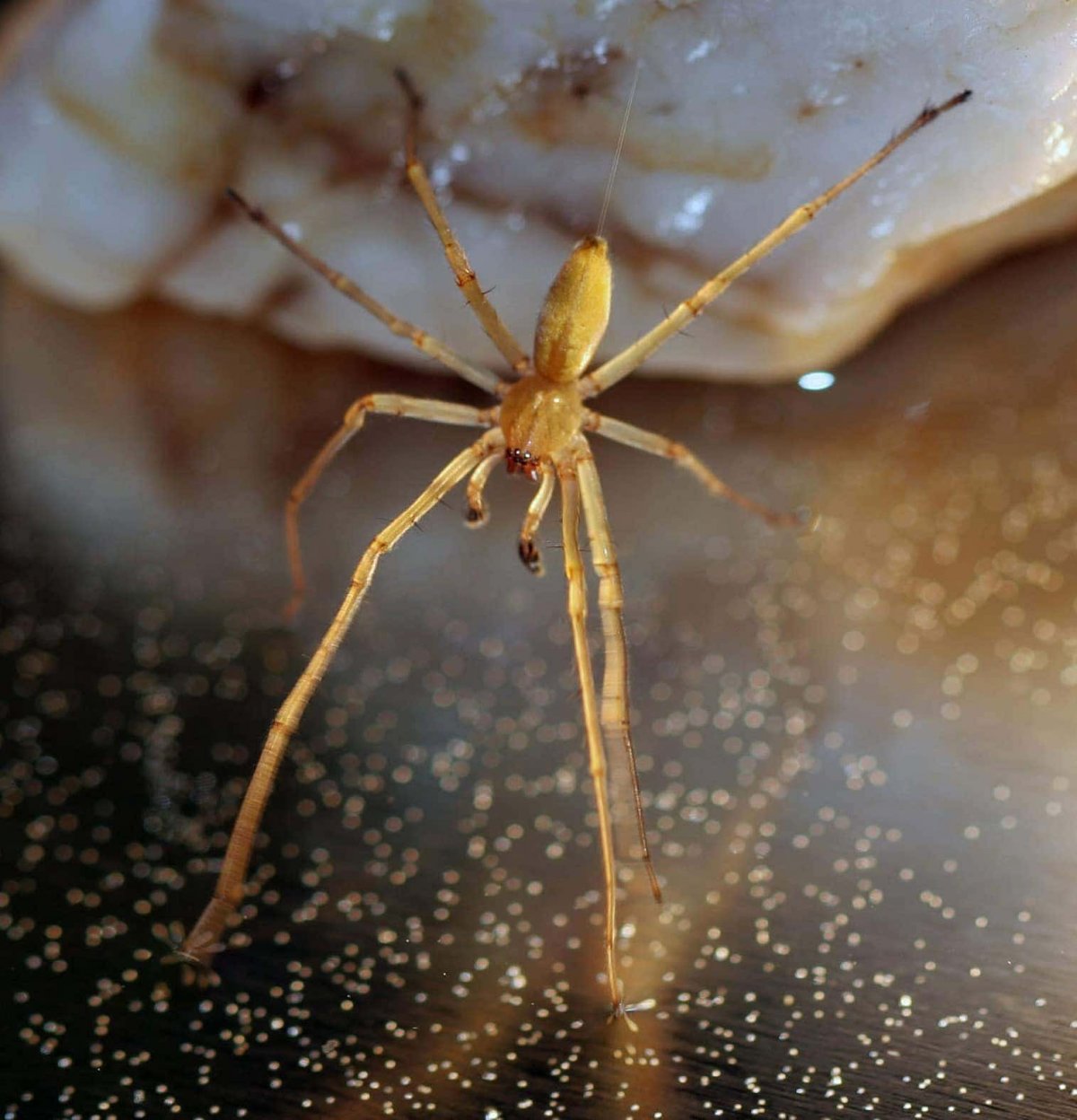 Оранжевый паук крестовик