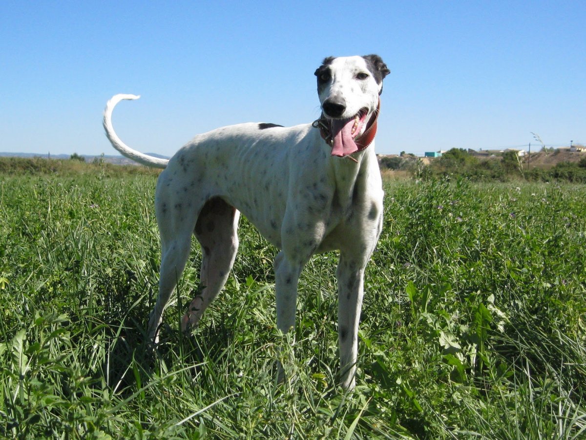 Испанская борзая гальго