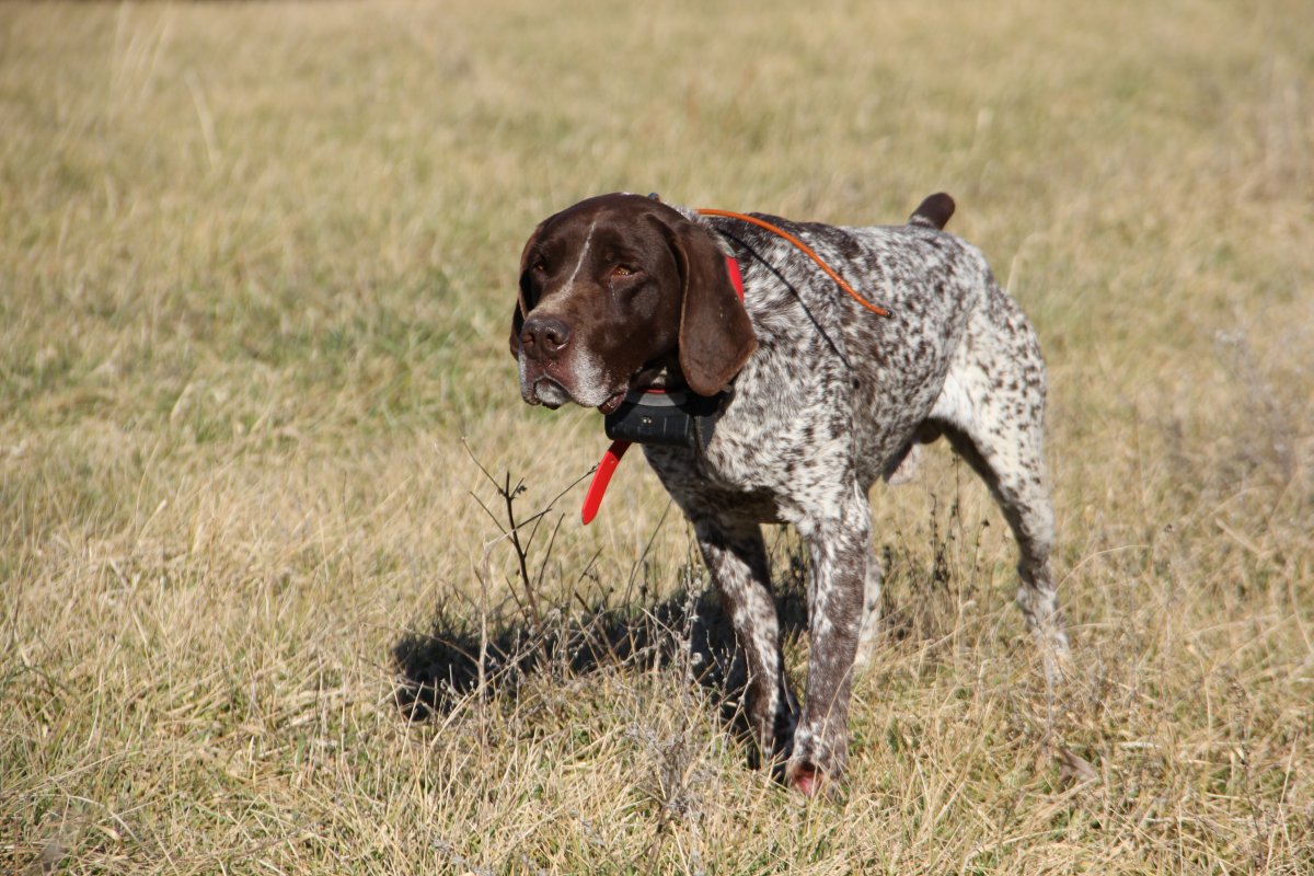 Бигль гончая