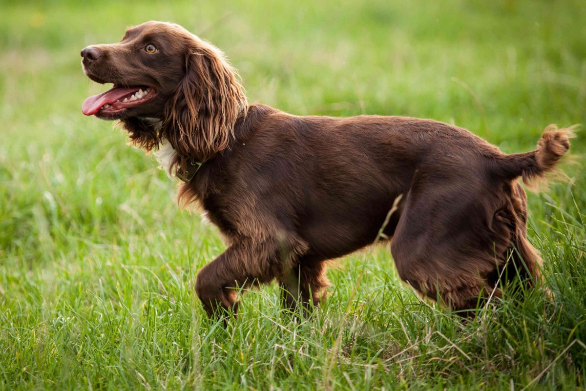 Борзая Ибица Поденко