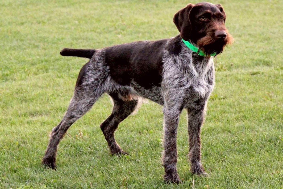 Бургосская легавая