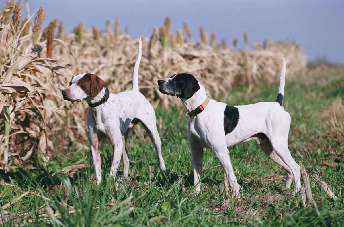 Пойнтер стандарт породы
