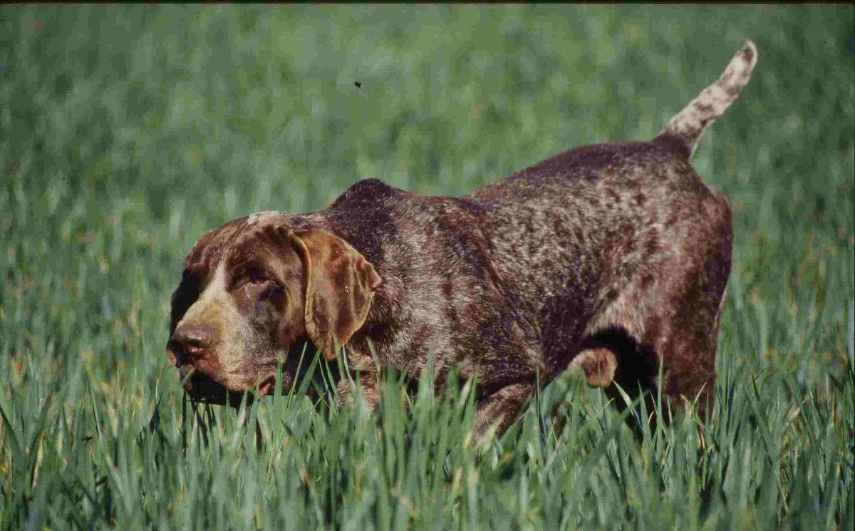 Кокер спаниель русский охотничий