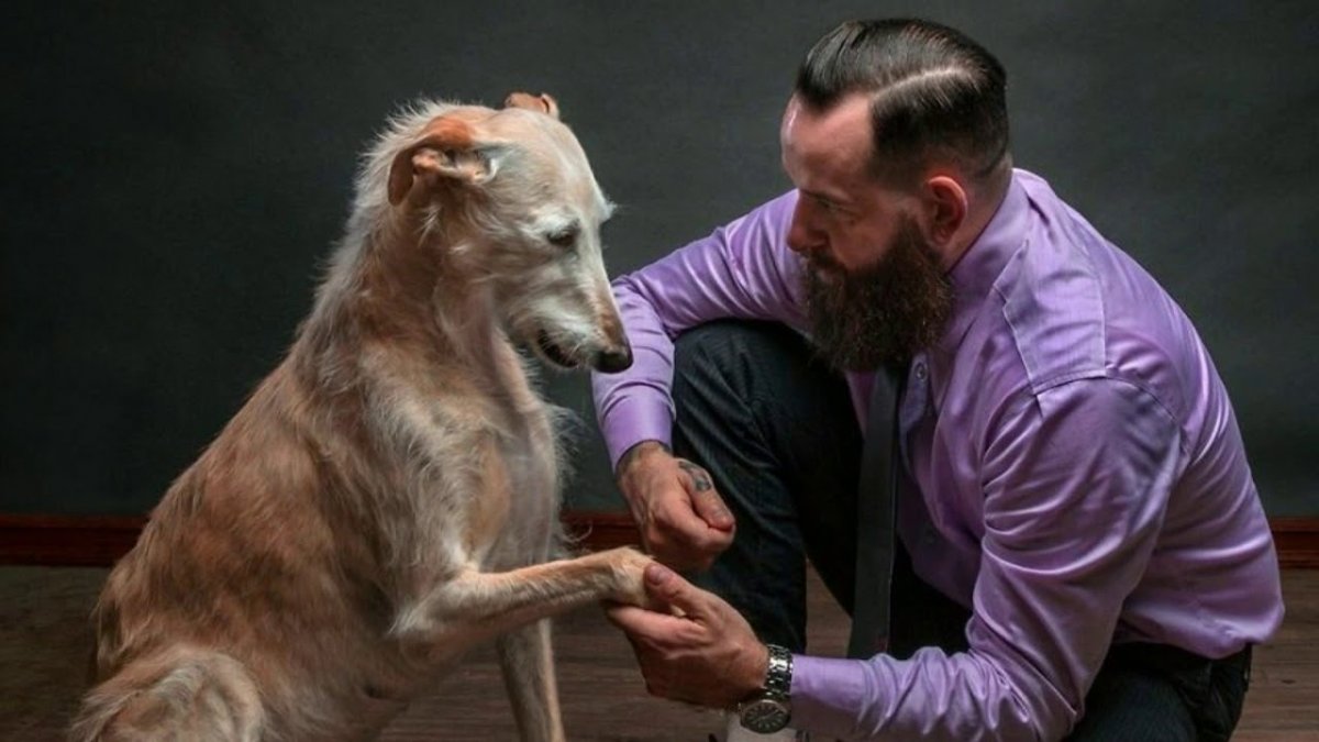 Русский охотничий спаниель спаниели