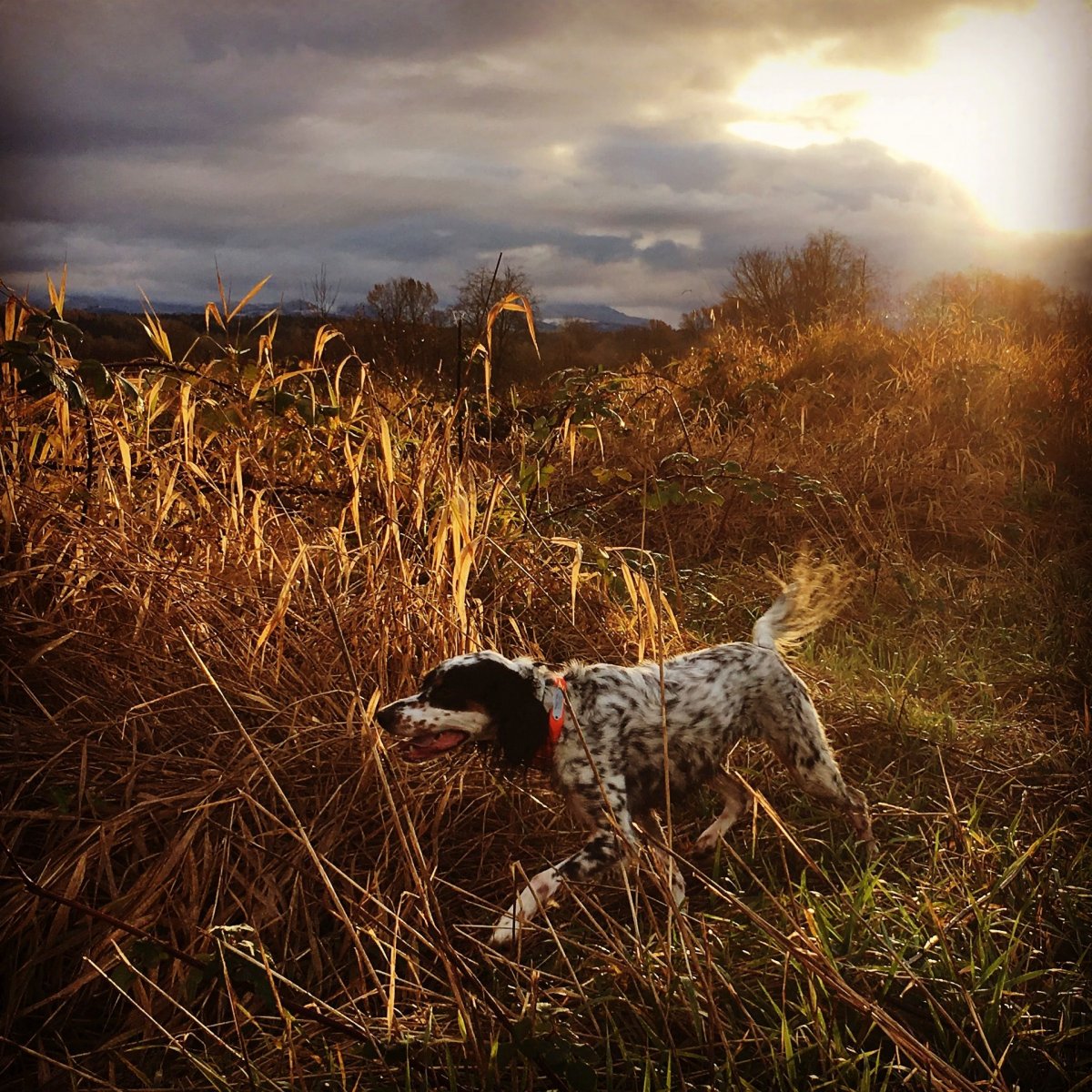 Порода собак испанский гальго