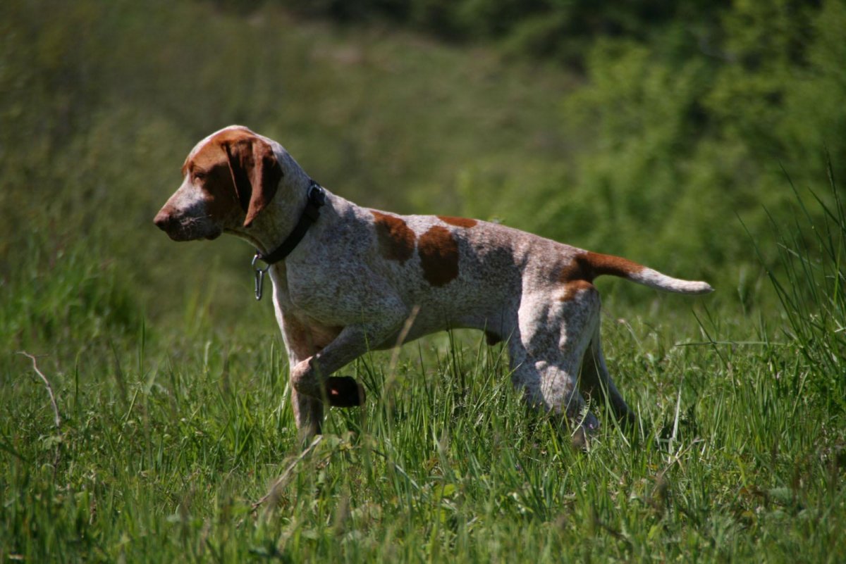 Борзая Грейхаунд хаунд