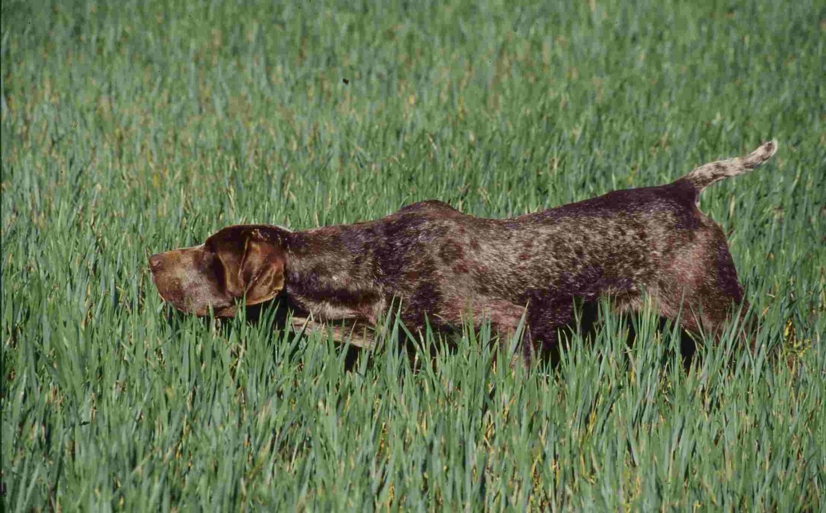 Русский кокер спаниель