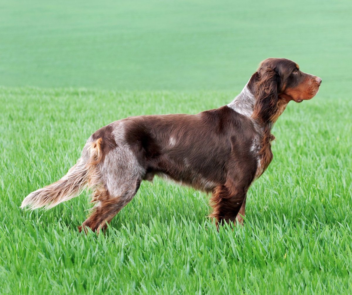 Мини Курцхаар