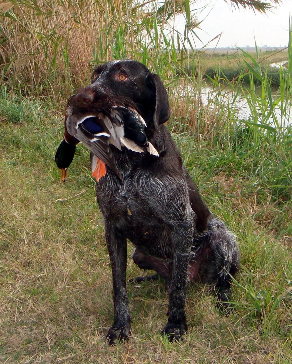 Азавак Левретка