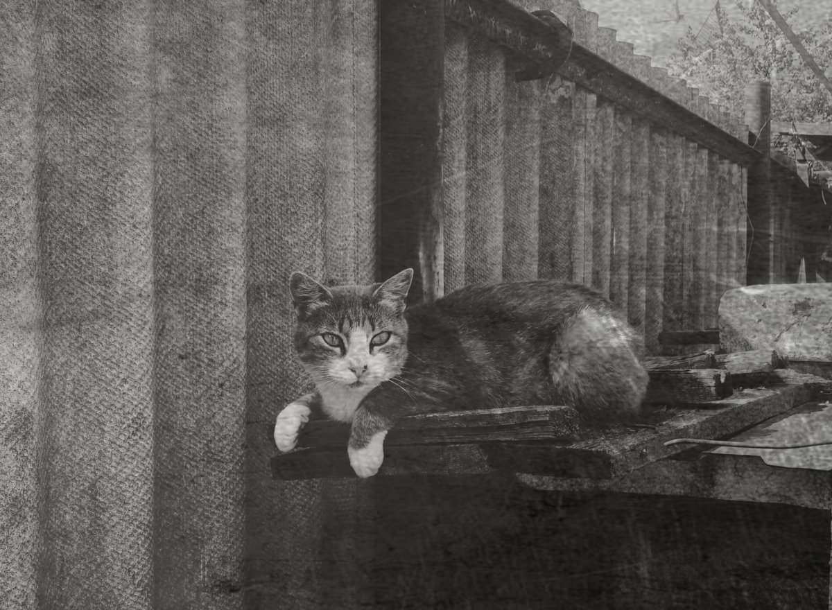 Памятник котам блокадного ленинграда