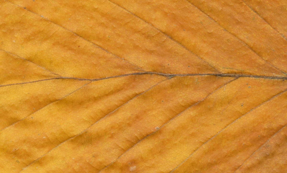 Фактура коры