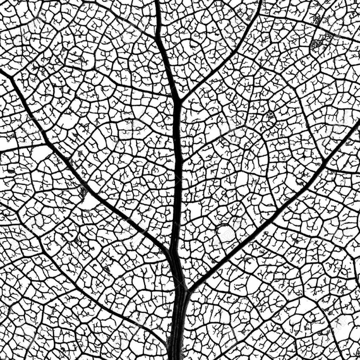 Прожилки листьев