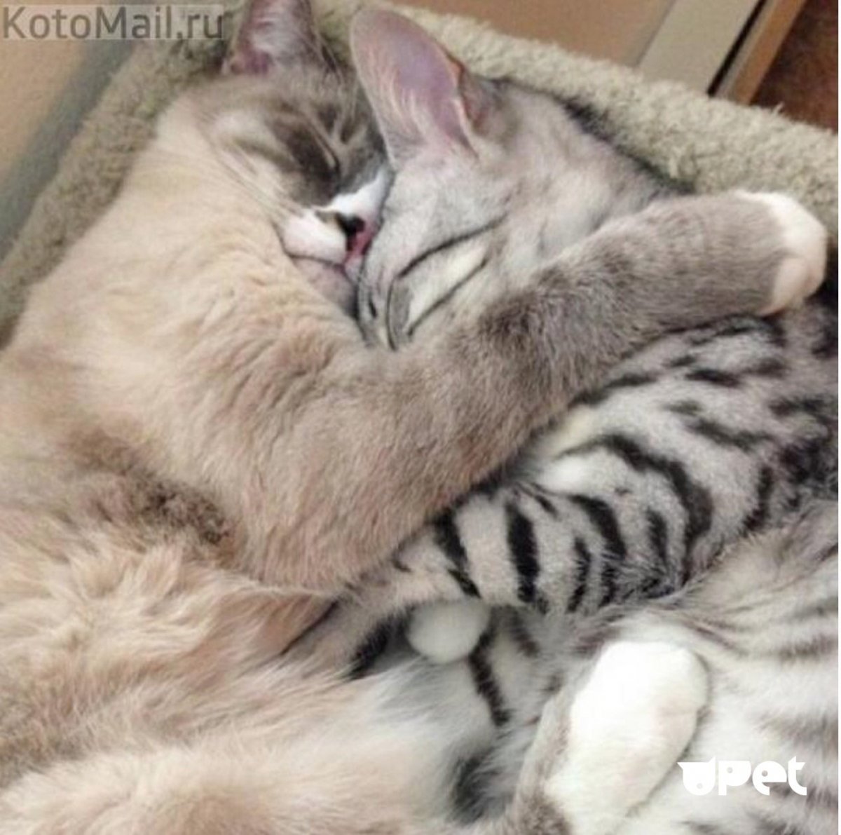 Алиса Юмшина