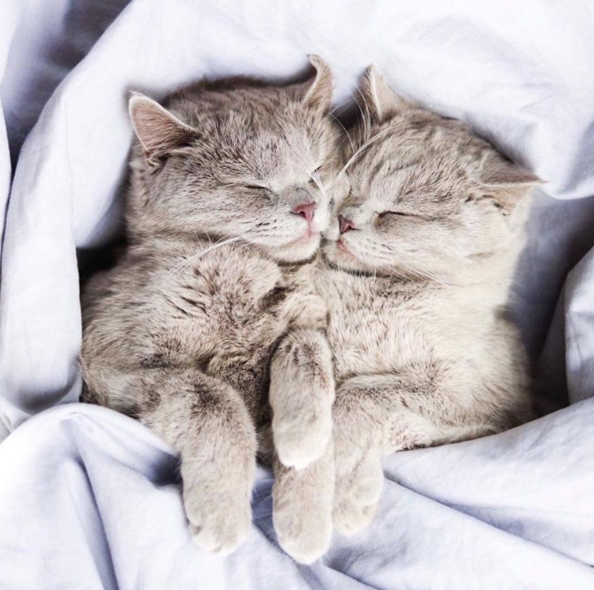 Котенок. Спокойной ночи!