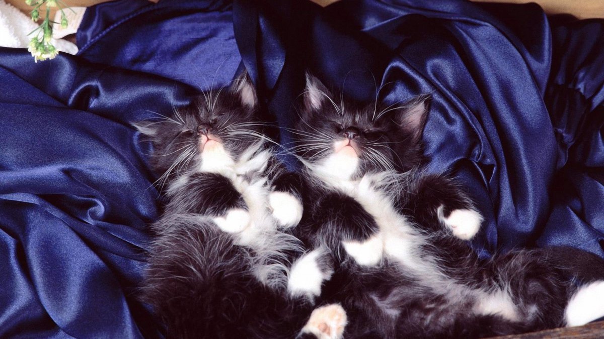 Спящий котенок