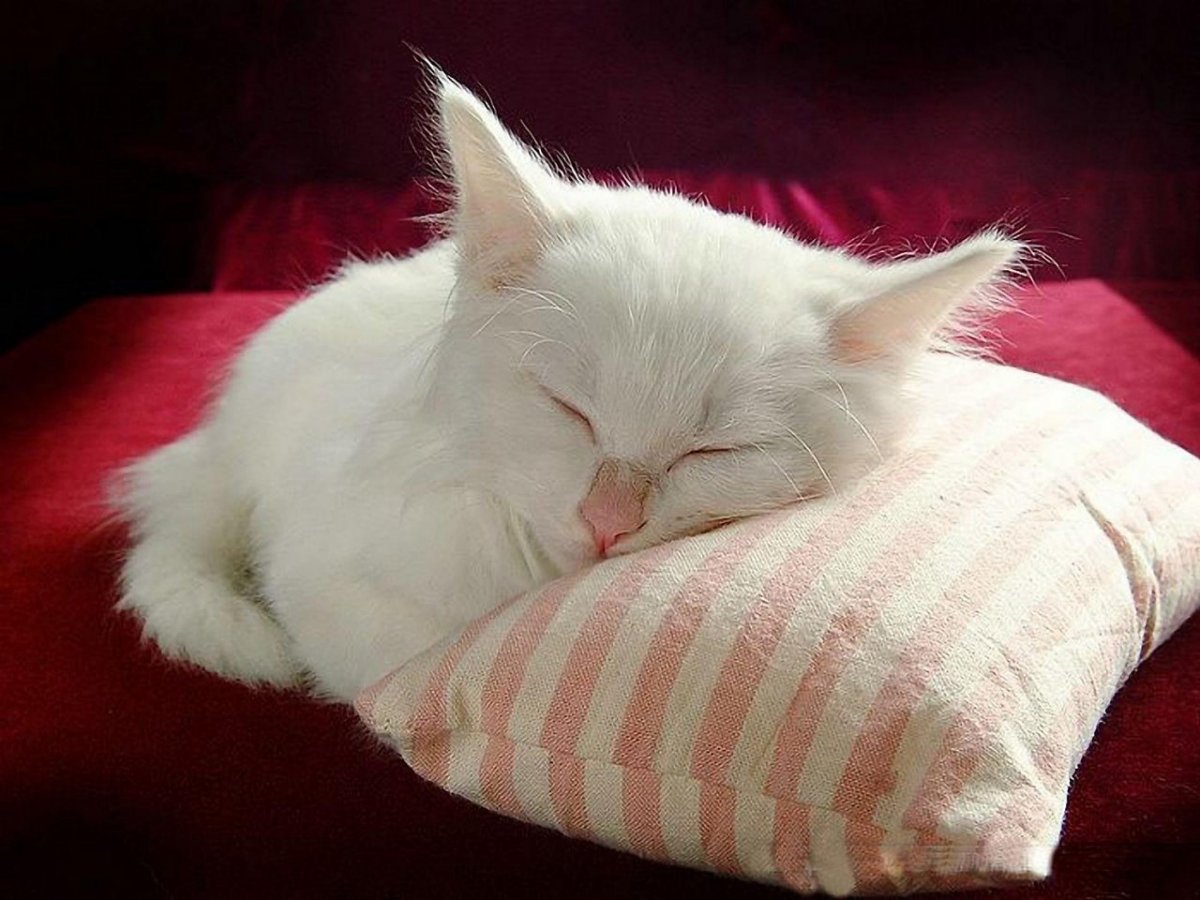 Спящий котенок