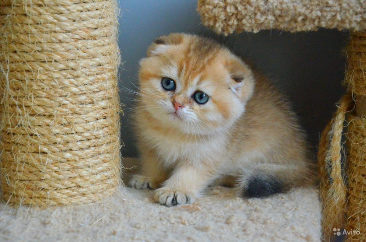 Шотландский вислоухий кот золотая шиншилла