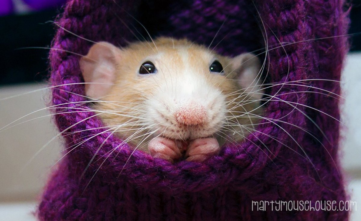 Милые мышки