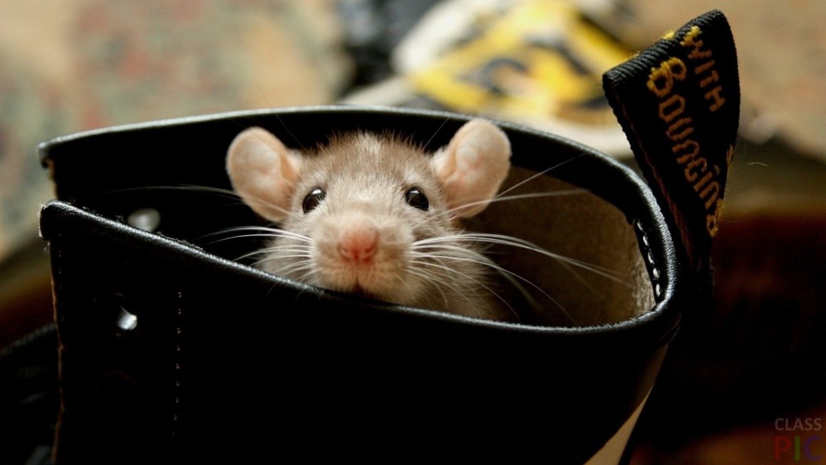 Мышь животное