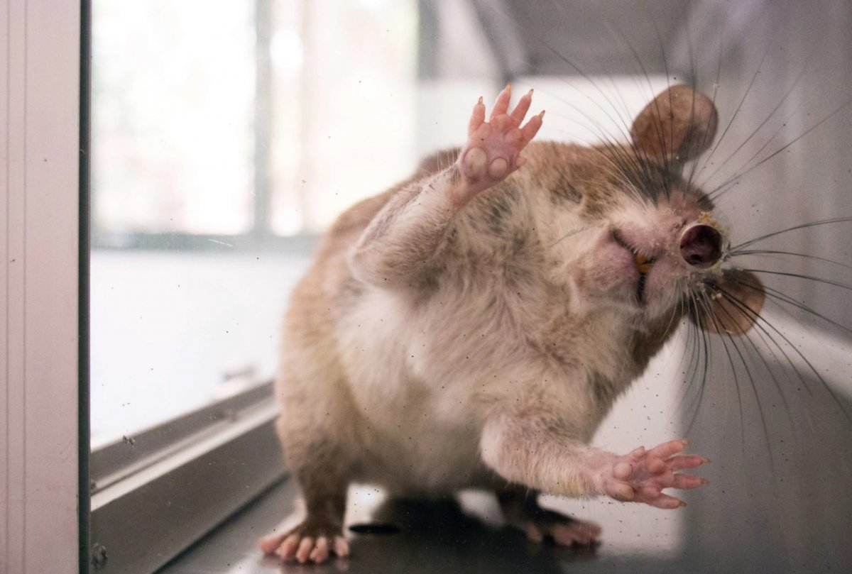 Игрушки для крыс