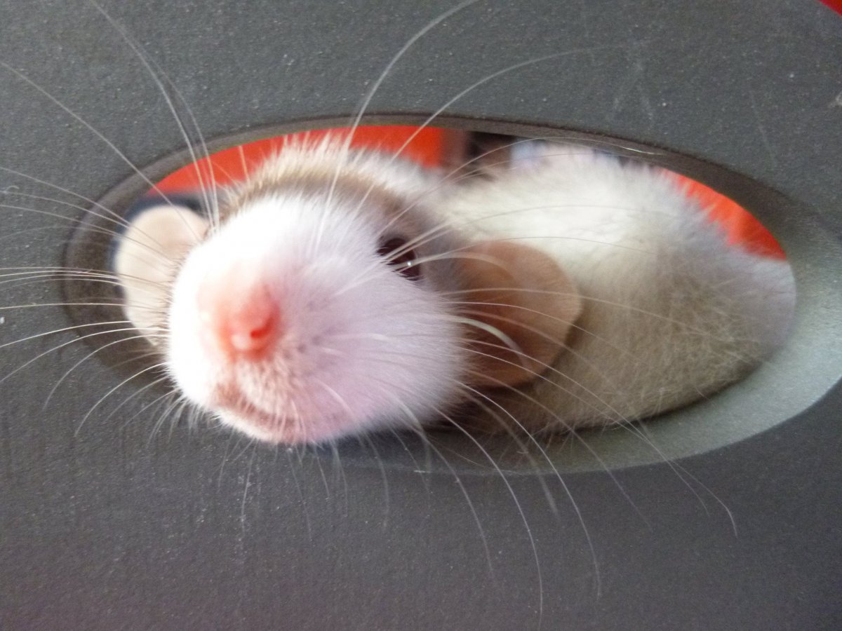 Гламурные крыски