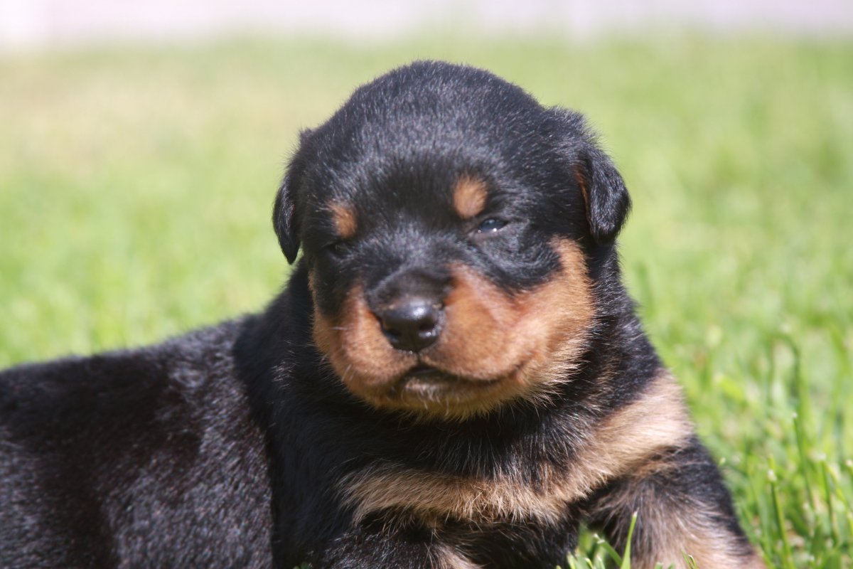 Ротвейлер домашний питомец