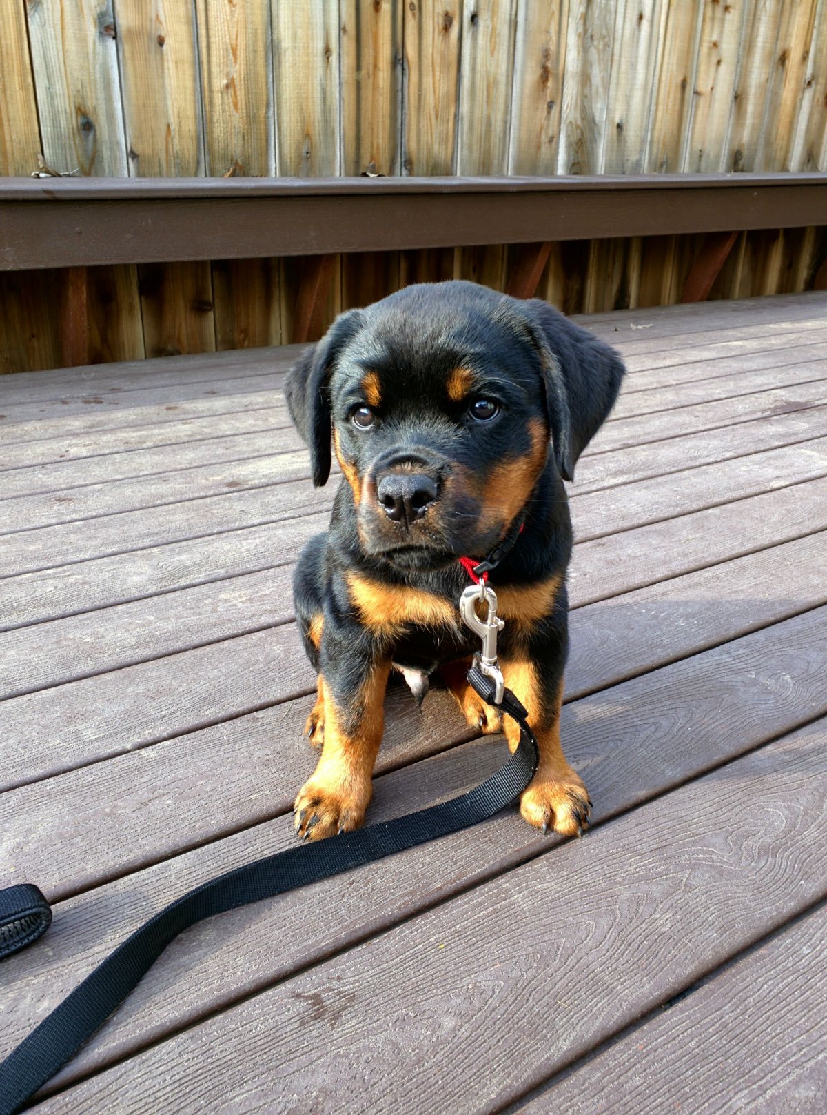 Карликовый ротвейлер