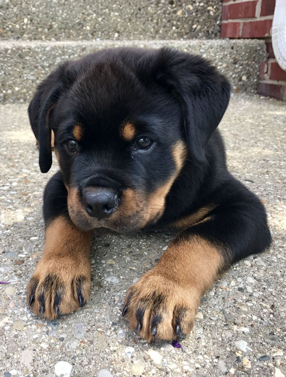 Дюша собака ротвейлер