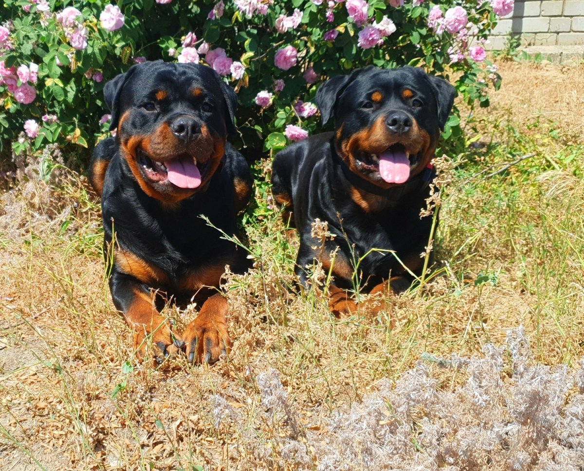 Питомник ротвейлеров Фэмили
