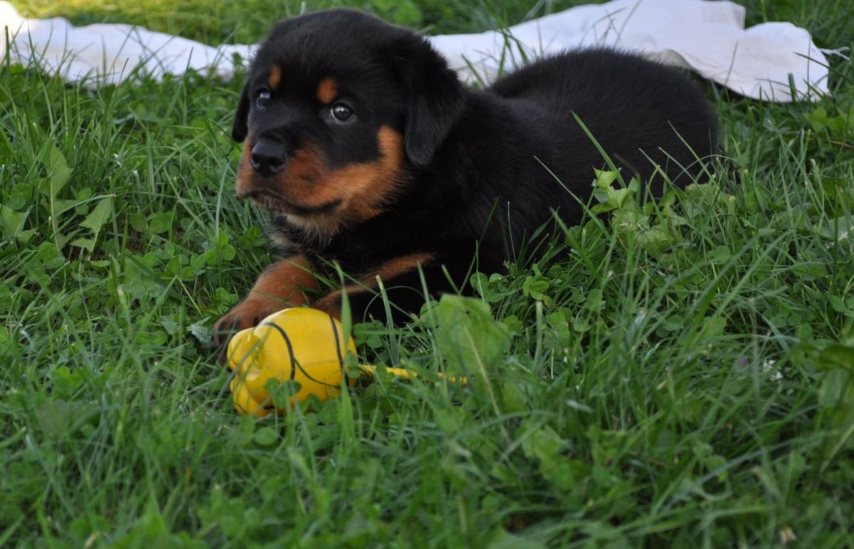 Ротвейлер щенок