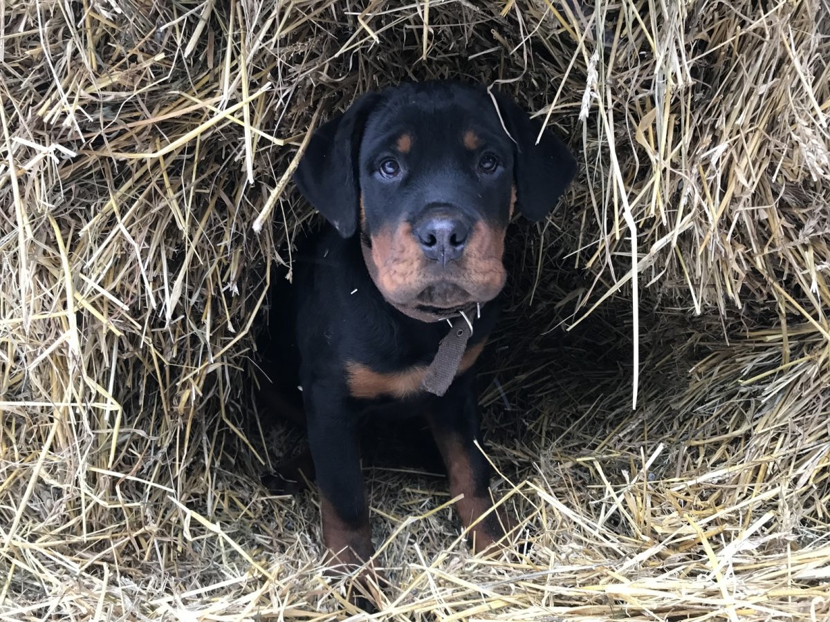 Ротвейлер рыжий щенок